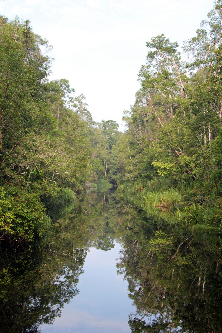 Kalimantan - auf dem Sekonyer River