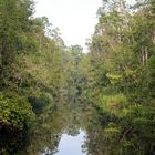 Kalimantan - auf dem Sekonyer River