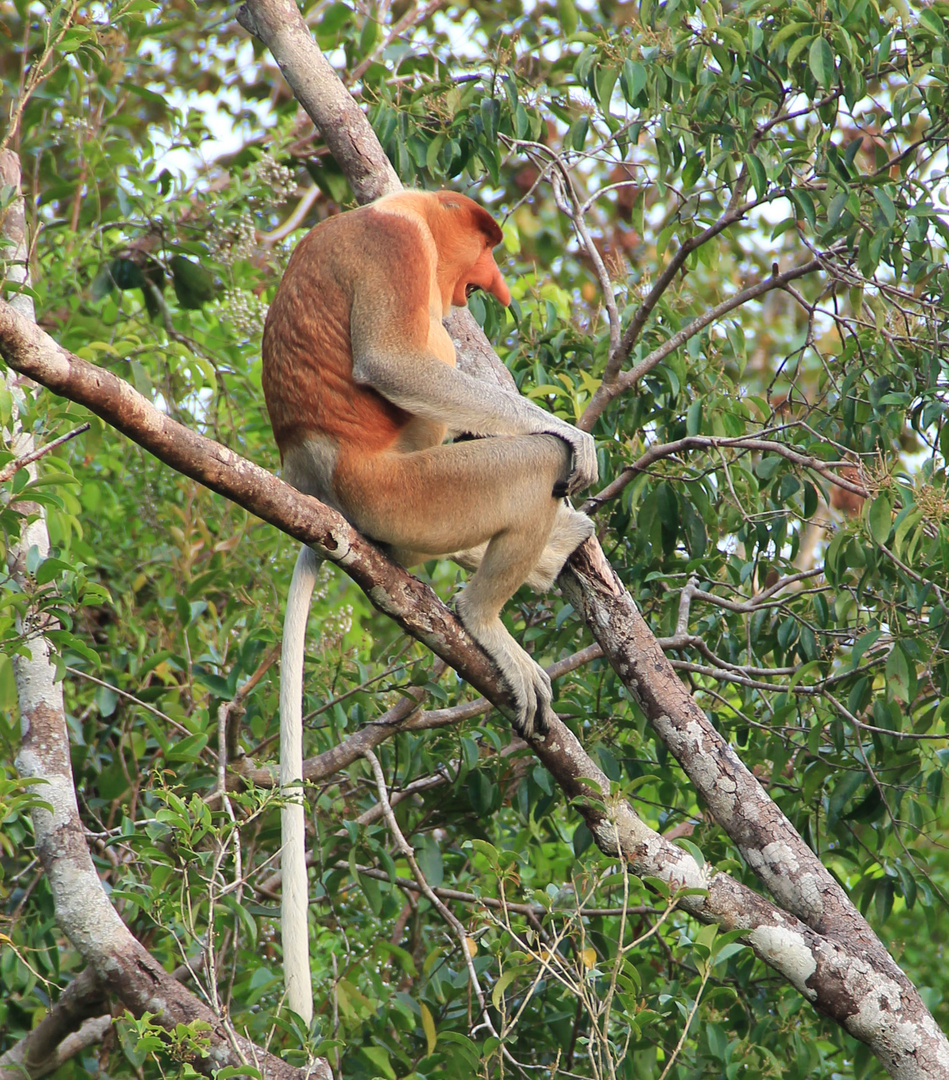 Kalimantan - männlicher Langnasenaffe