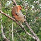 Kalimantan - männlicher Langnasenaffe