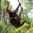 Kalimantan - Mutter mit Kinder