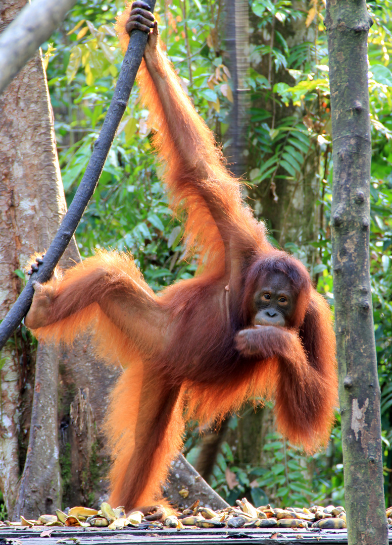 Kalimantan - Orang Utan im Tanjung National Park