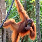 Kalimantan - Orang Utan im Tanjung National Park