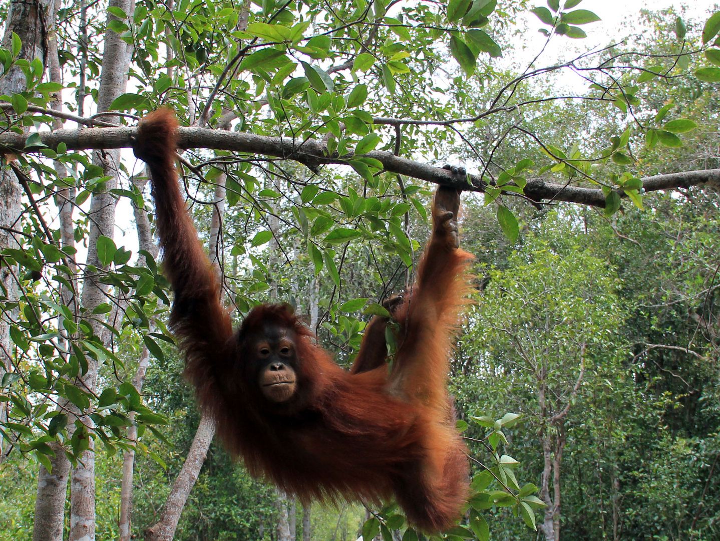 Kalimantan - Orang Utan Model