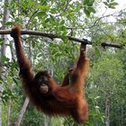 Kalimantan - Orang Utan Model