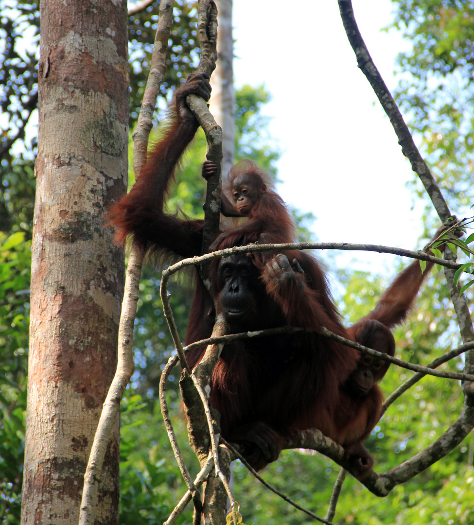 Kalimantan - Orang Utans im Camp Leakey