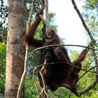 Kalimantan - Orang Utans im Camp Leakey