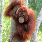 Kalimantan - und noch ein Orang Utan