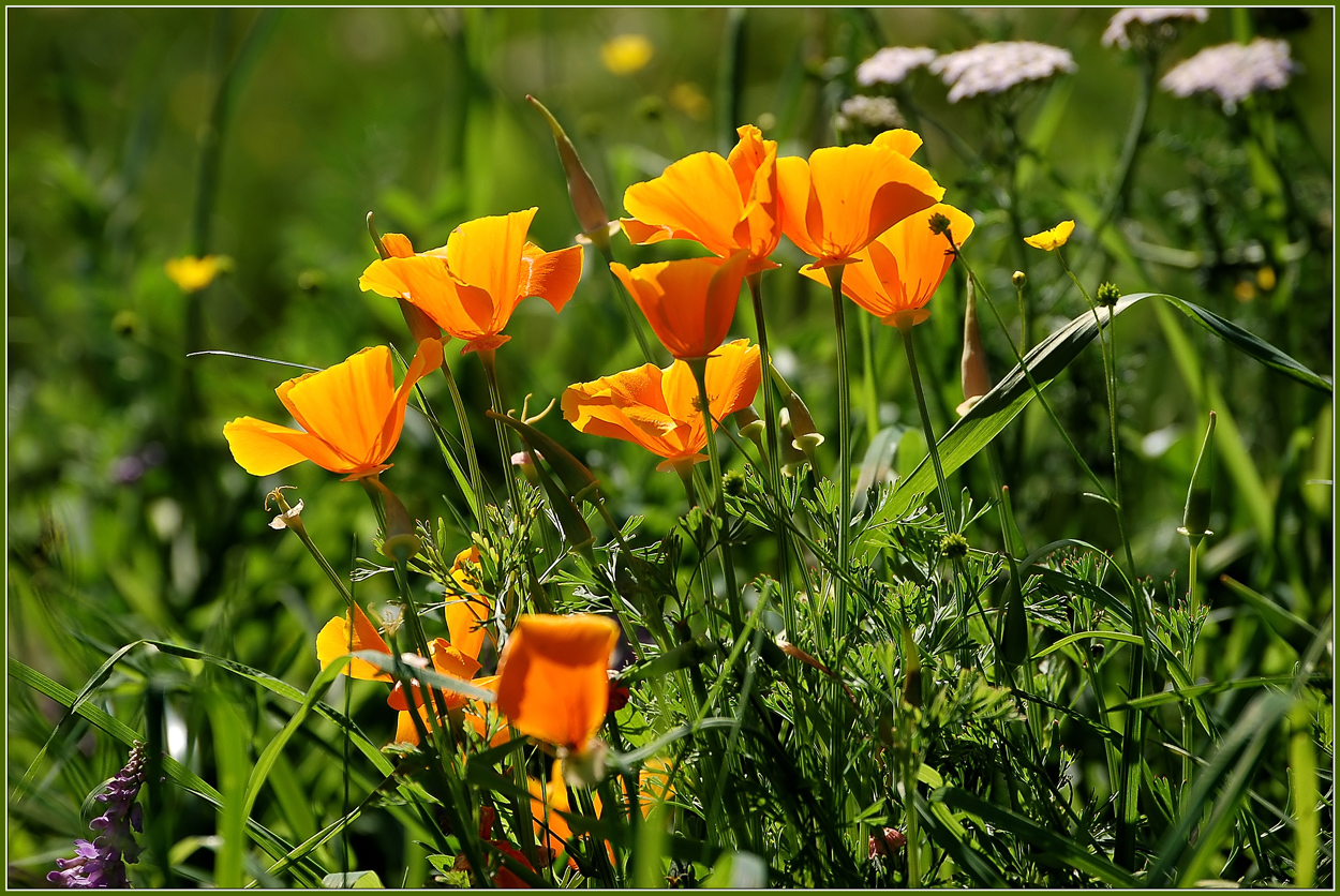 Kalirfornischen Goldmohn...