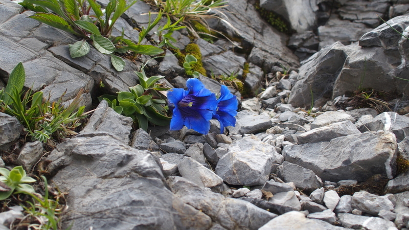 Kalk-Glocken-Enzian 'Gentiana clusii'