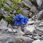 Kalk-Glocken-Enzian 'Gentiana clusii'