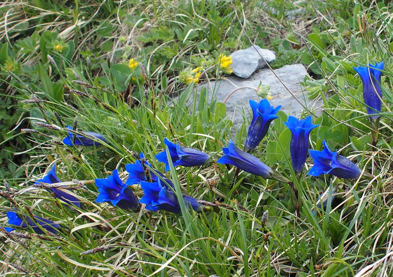 Kalk-Glocken-Enzian 'Gentiana clusii'