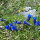 Kalk-Glocken-Enzian 'Gentiana clusii'