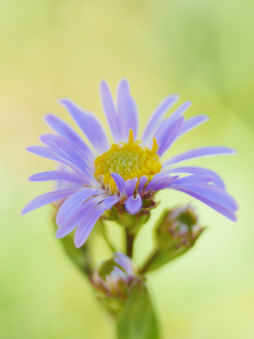 Kalkaster, Aster amellus