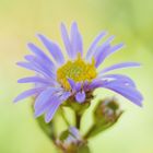 Kalkaster, Aster amellus