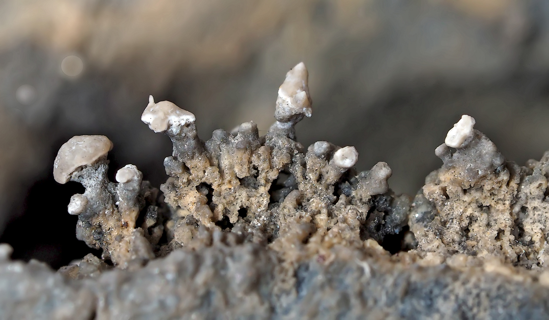 Kalkhaltige Mini-Ablagerungen auf Felswand. (2. Foto) - Dépôts calcaires sur une paroi rocheuse.