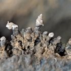 Kalkhaltige Mini-Ablagerungen auf Felswand. (2. Foto) - Dépôts calcaires sur une paroi rocheuse.