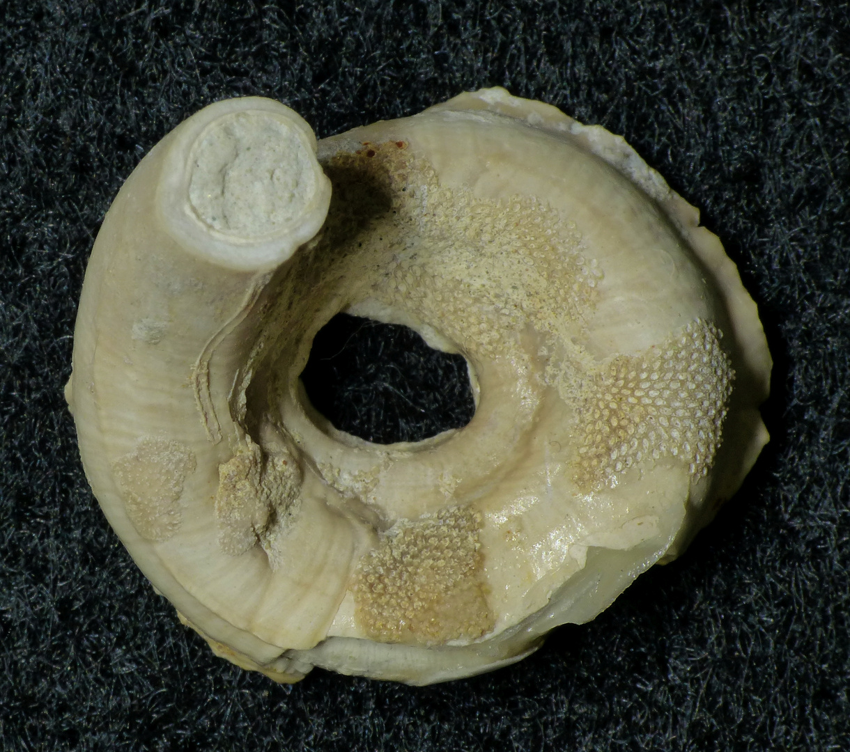 Kalkröhrenwurm aus der Kreidezeit - große Serpula