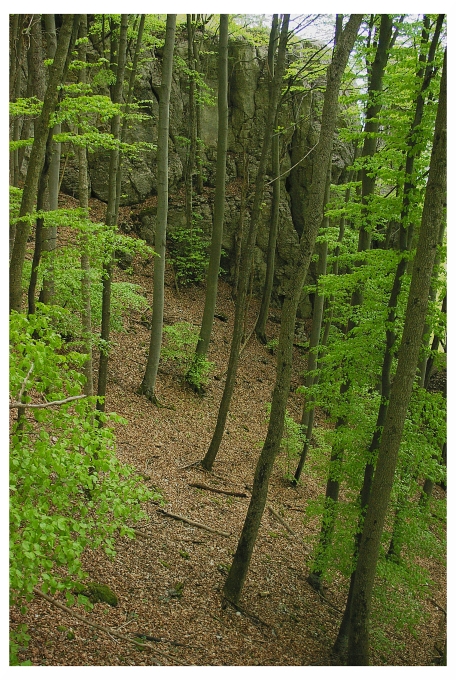 Kalksteinfelsen am Albtrauf