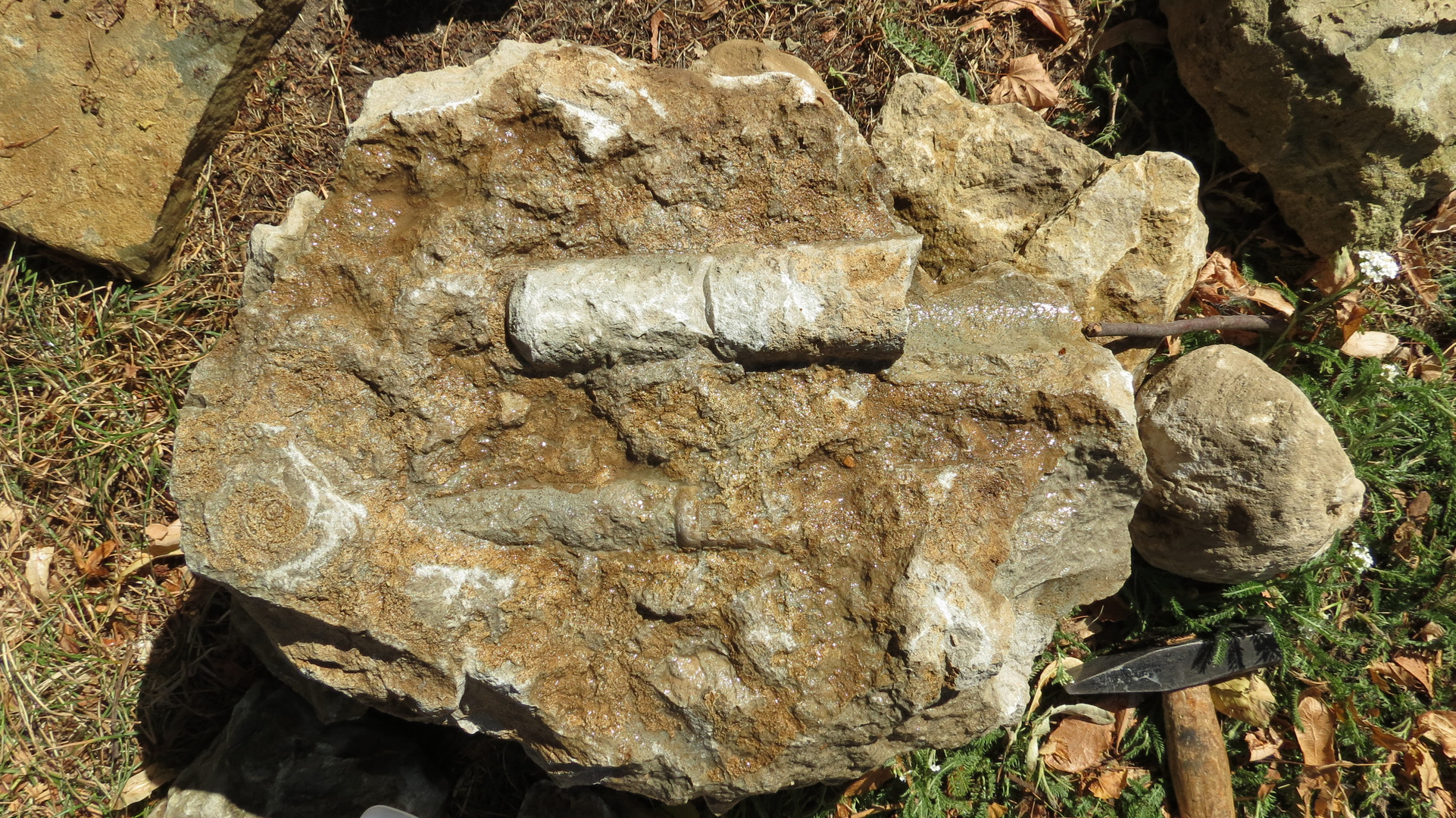 Kalksteinplatte mit Ammonit