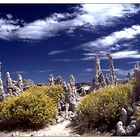 Kalktuff am Mono Lake