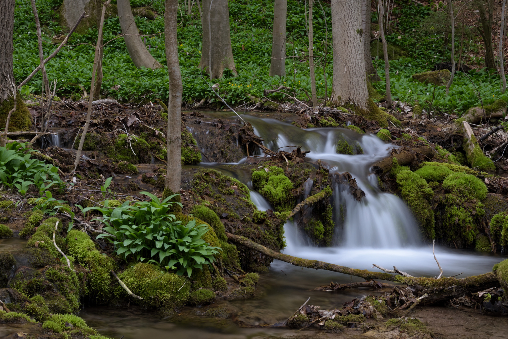 Kalktuffbach in der Fränkischen Schweiz