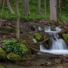 Kalktuffbach in der Fränkischen Schweiz