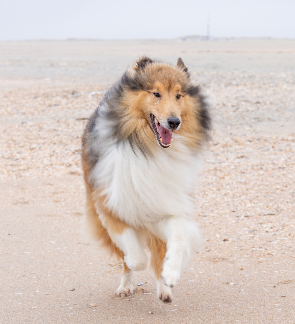 Kalle am Strand