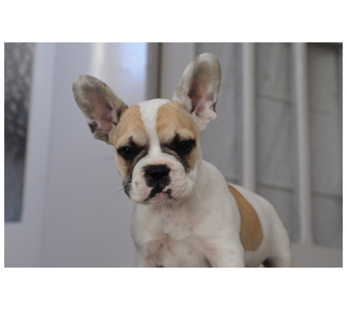 Kalle French Bulldog