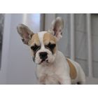 Kalle French Bulldog