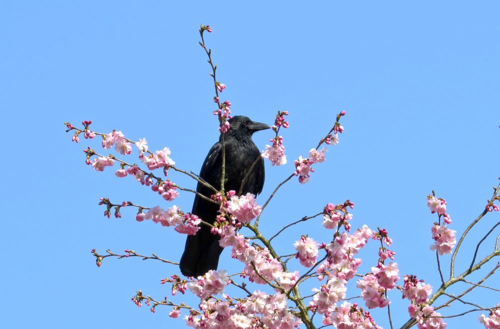 Kalle im Frühling