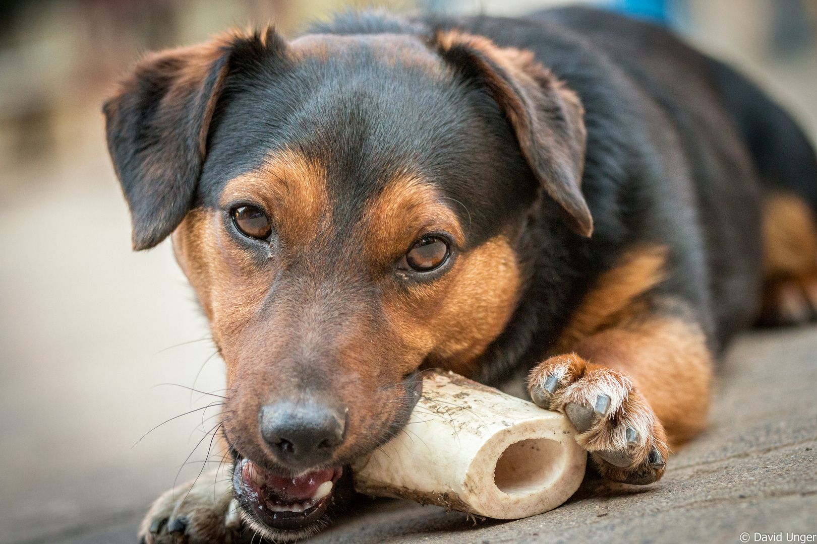 Kalle und der Knochen Foto & Bild hunde, hund, natur Bilder auf