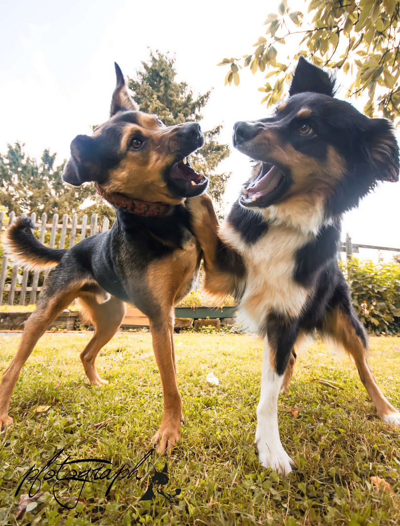 Kalle und Flash