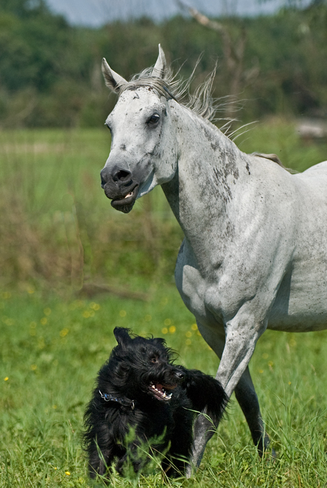 Kalle und Sheikha