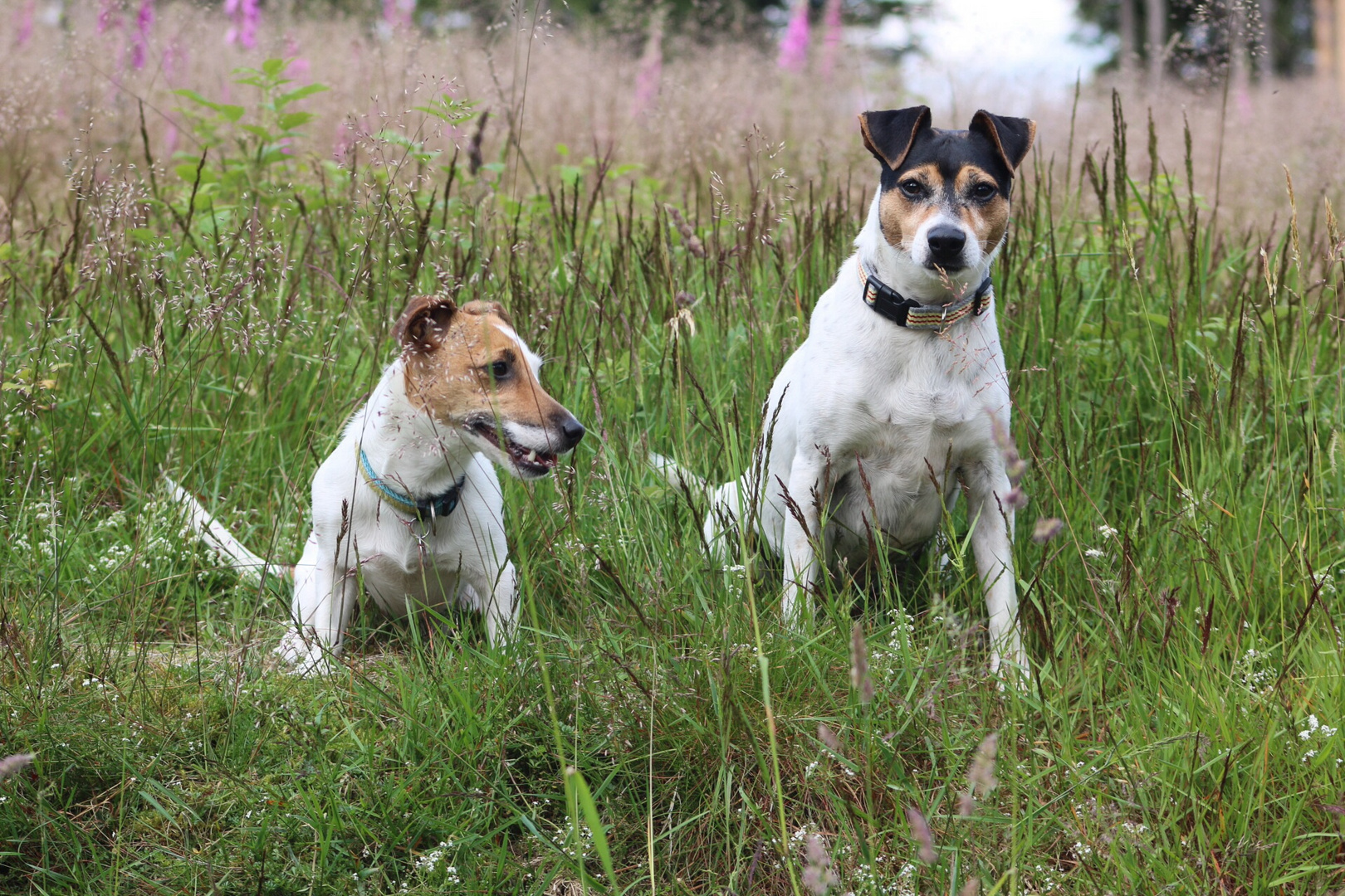 Kalli und Lotte