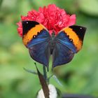 Kallima inachus-Indisches Blatt im alaris Schmetterlingspark in Buchholz in der Nordheide