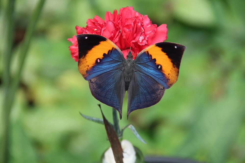 Kallima inachus-Indisches Blatt im alaris Schmetterlingspark in Buchholz in der Nordheide