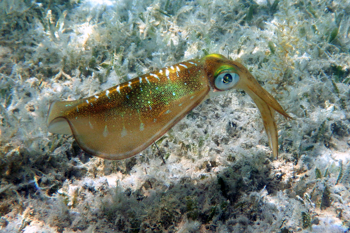 Kalmar Foto & Bild meer, available light, natur Bilder auf