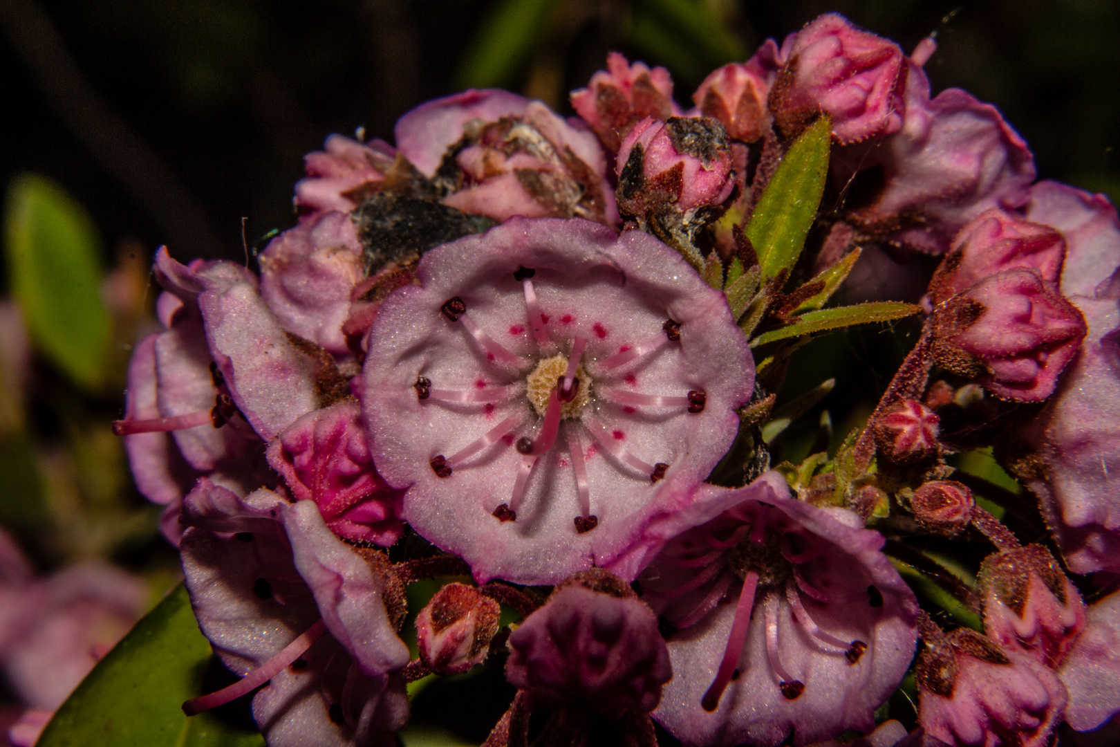 Kalmia angustifolia