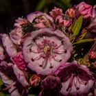 Kalmia angustifolia