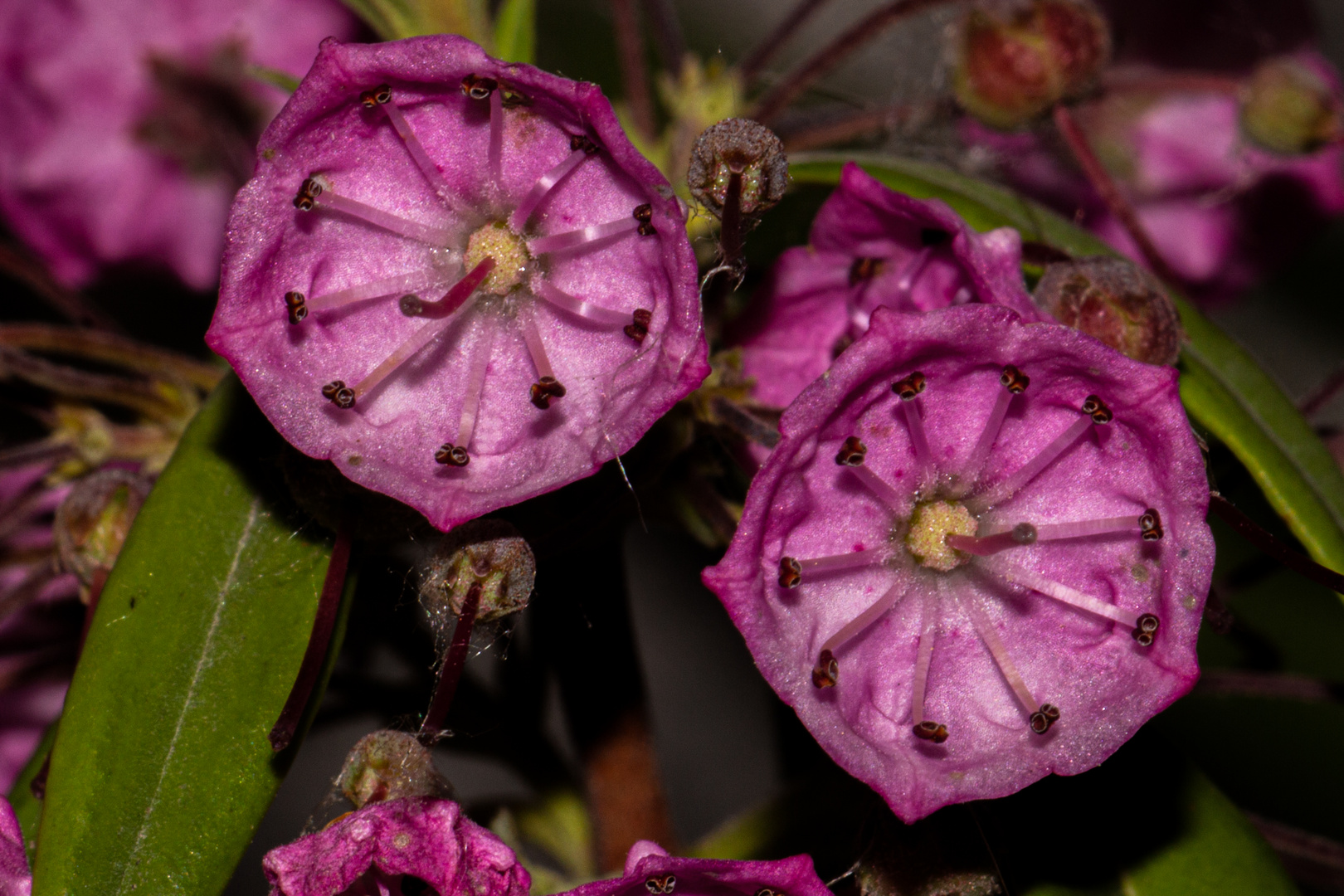 Kalmia angustifolia