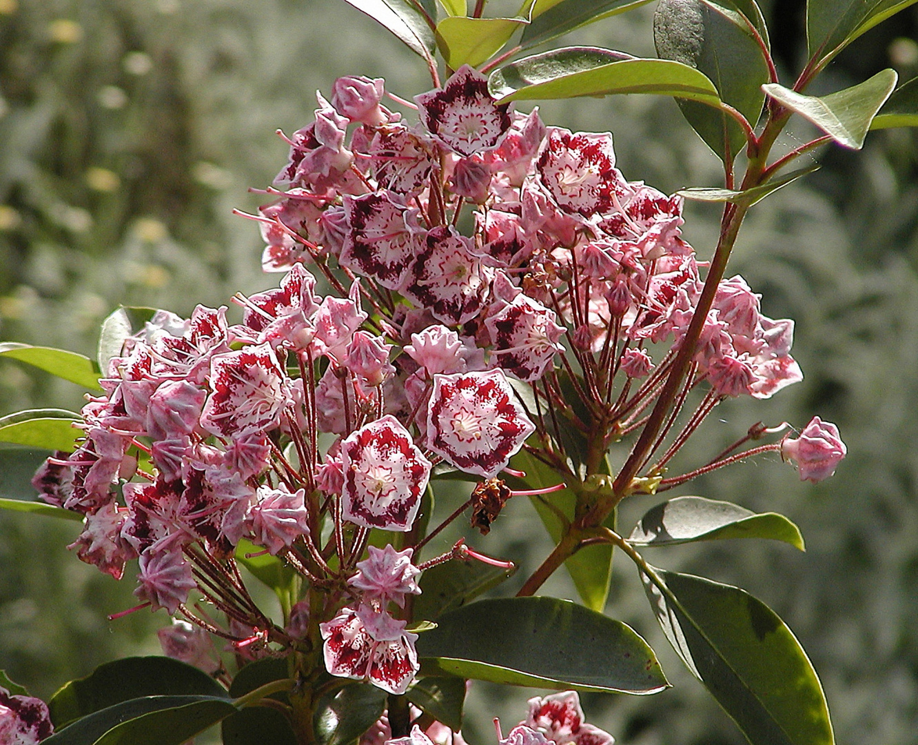 Kalmia latifolia aufgegangen