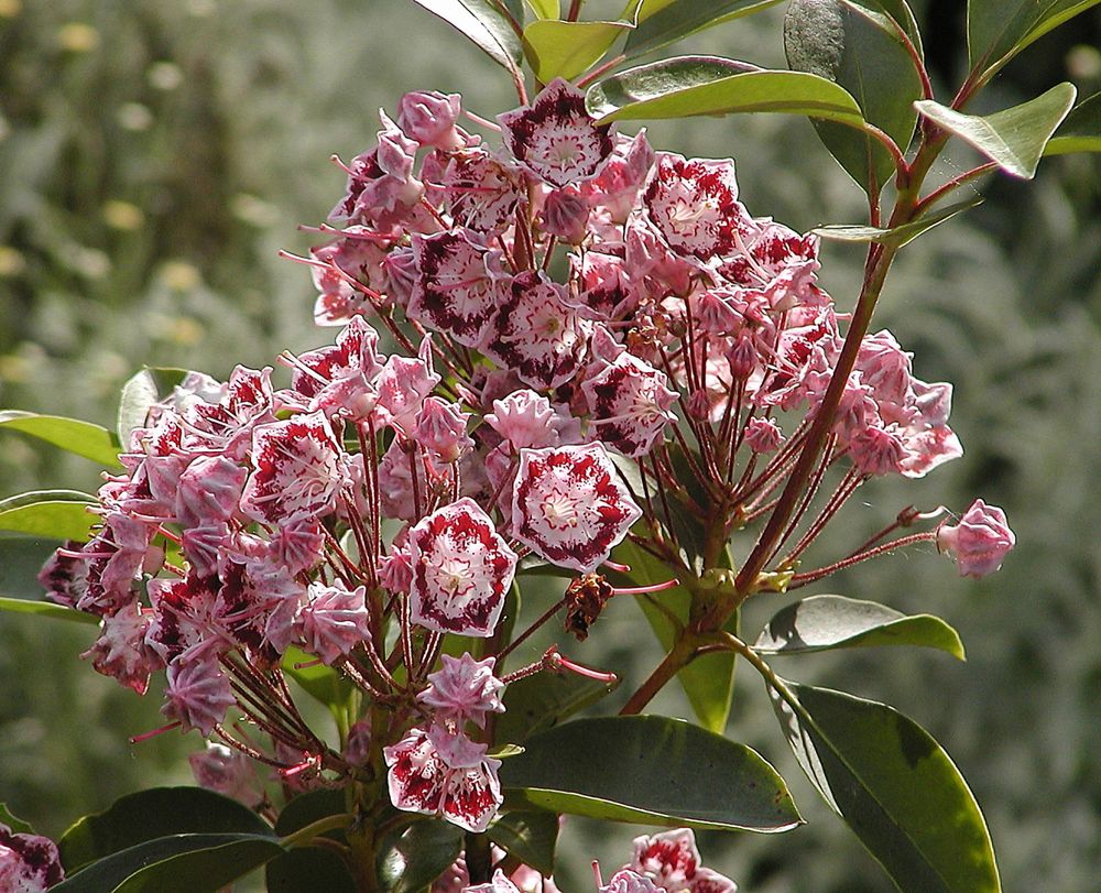 Kalmia latifolia aufgegangen