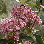 Kalmia latifolia aufgegangen