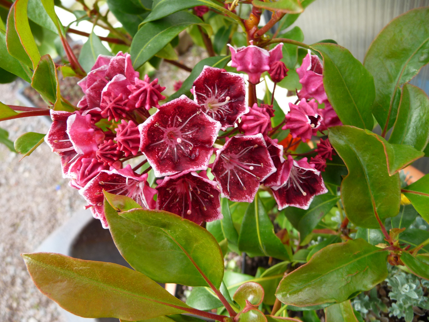 Kalmia latifolia