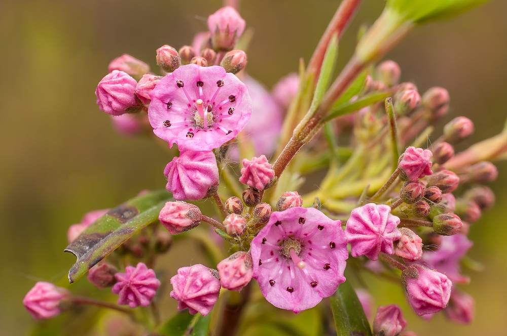 Kalmia Moorrose 1