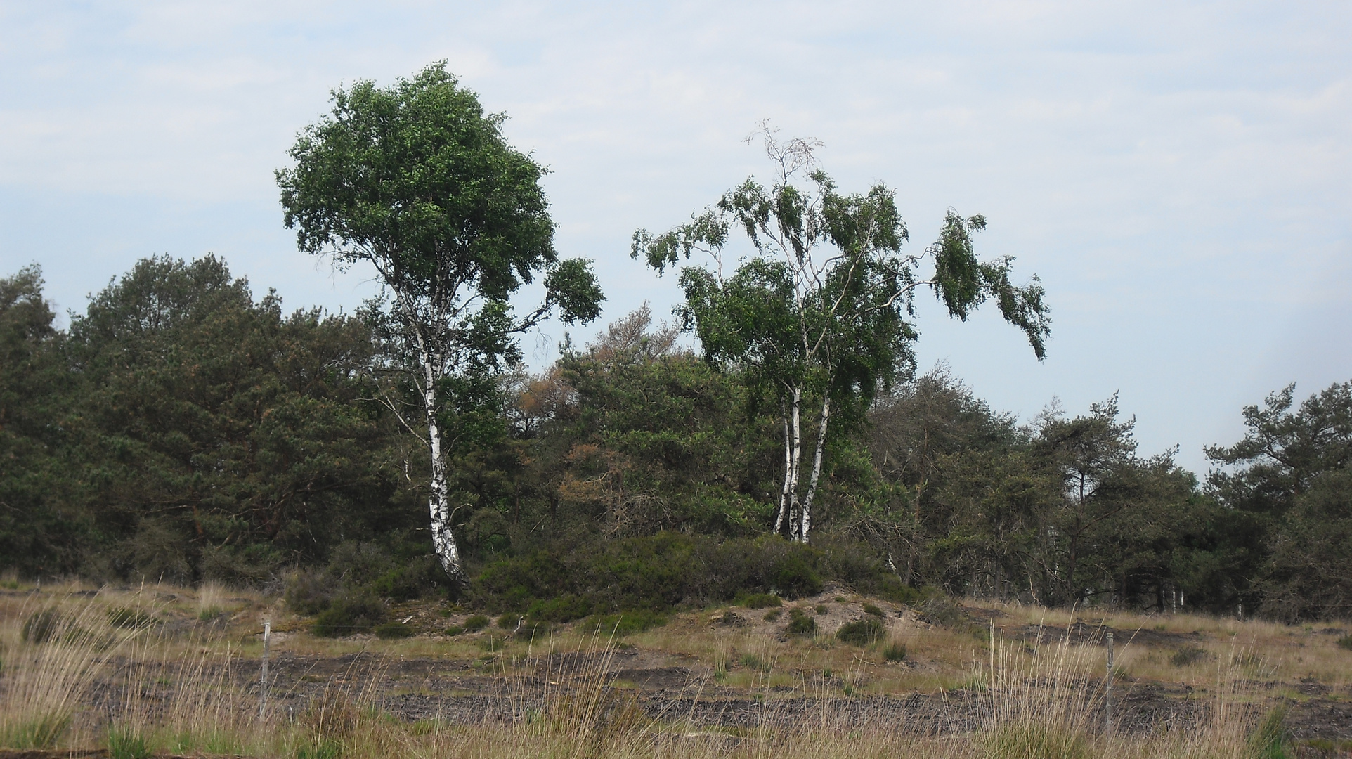 Kalmthoutse Heide