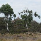 Kalmthoutse Heide