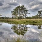 Kalmthoutse Heide