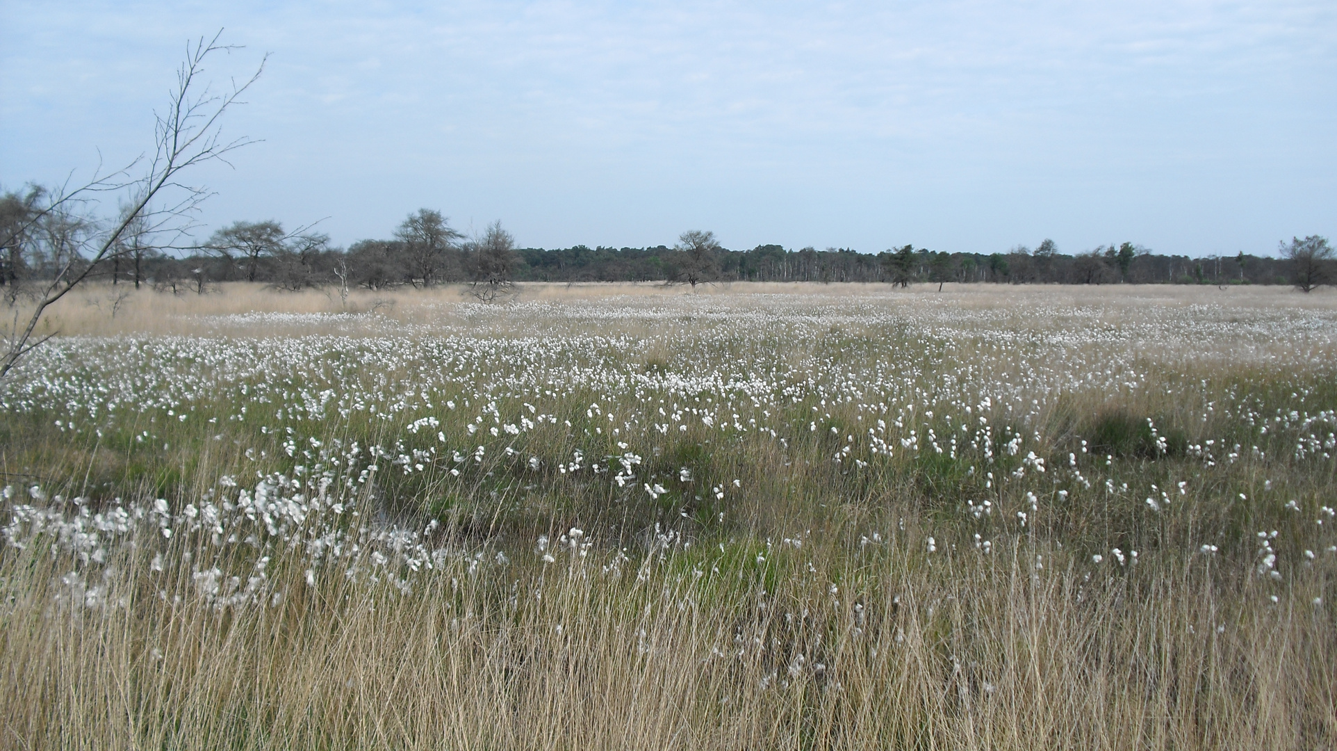 Kalmthoutse Heide